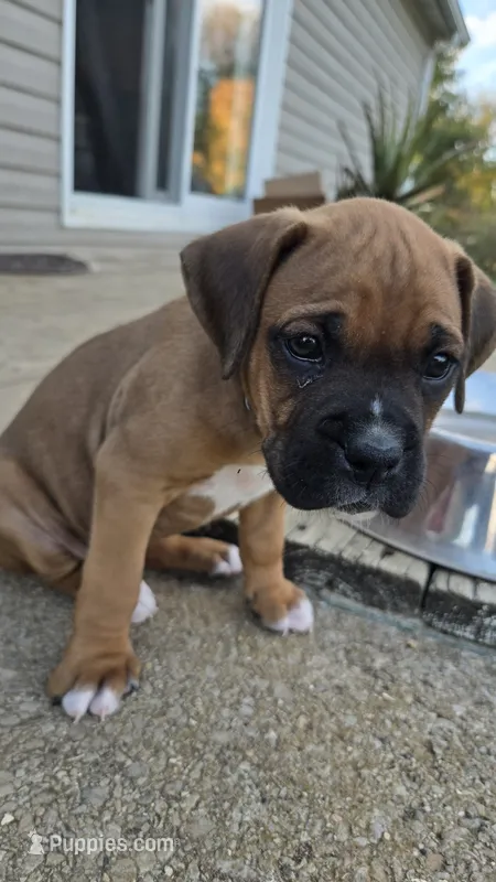 Luddy – Boxer puppy for sale in Franklin, IN