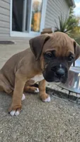 Luddy, a male Boxer for sale in Franklin, IN – 1 of 1