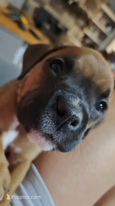 Haven – Boxer puppy for sale in Franklin, IN