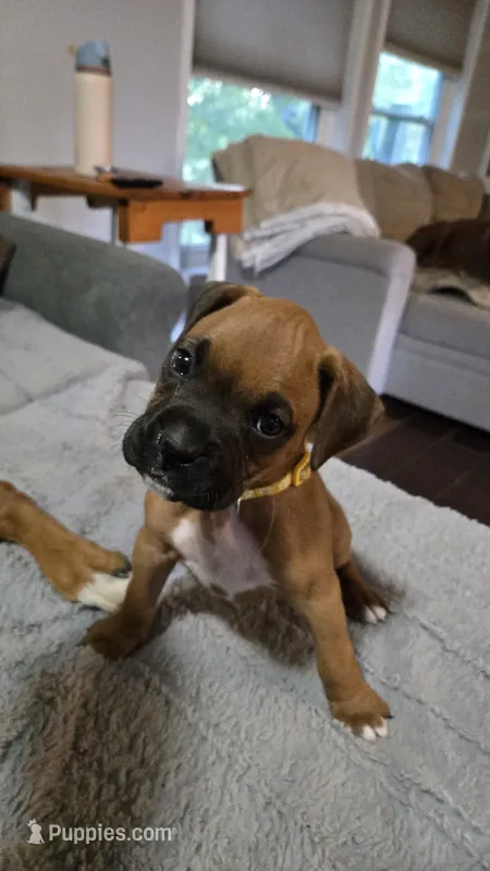 Lake – Boxer puppy for sale in Franklin, IN
