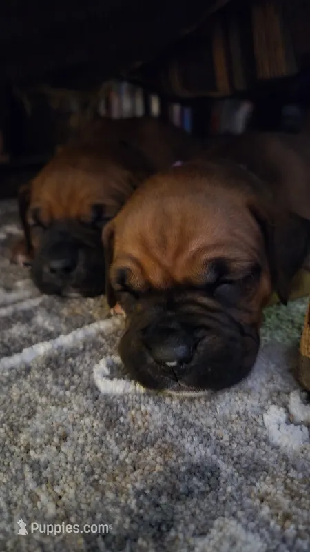 Harbor – Boxer puppy for sale in Franklin, IN