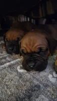 Harbor, a female Boxer for sale in Franklin, IN – 1 of 4