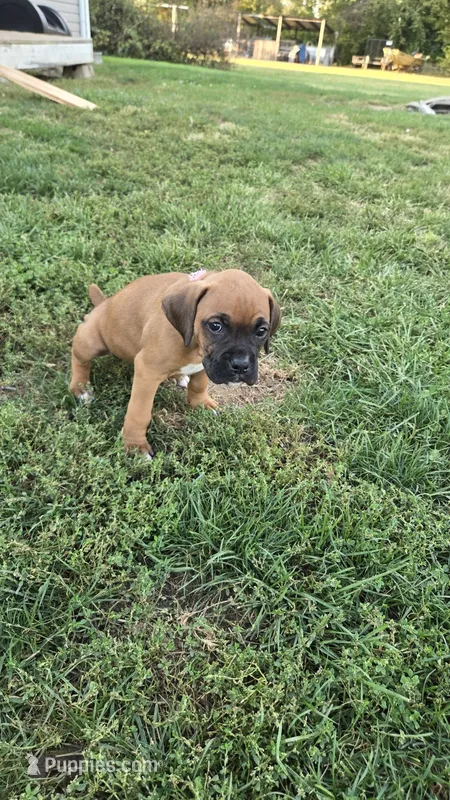 South – Boxer puppy for sale in Franklin, IN