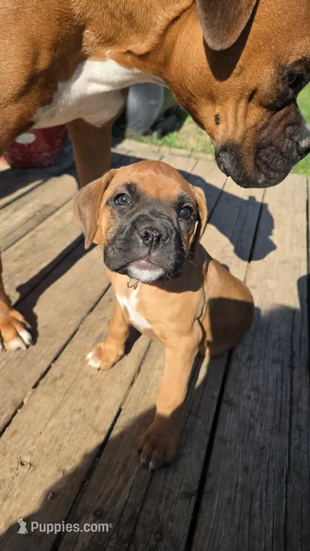 Harbor – Boxer puppy for sale in Franklin, IN
