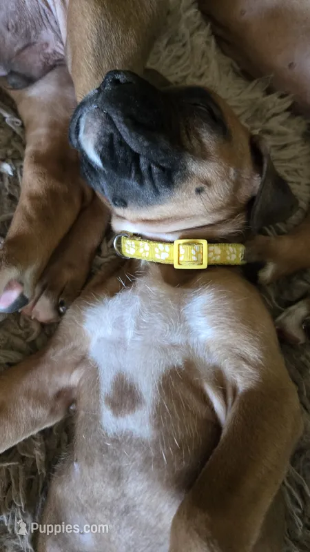Lake – Boxer puppy for sale in Franklin, IN
