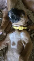 Lake, a female Boxer for sale in Franklin, IN – 1 of 3