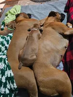 Ludington, a male Boxer for sale in Franklin, IN – 3 of 4