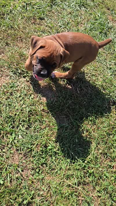 Fenn, a female Boxer for sale in Franklin, IN – 5 of 5