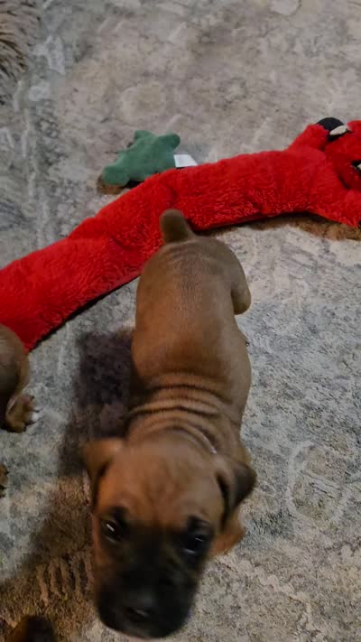 Harbor, a female Boxer for sale in Franklin, IN – 4 of 4