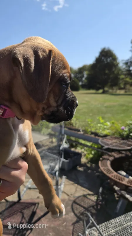 Fenn – Boxer puppy for sale in Franklin, IN