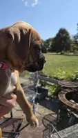 Fenn, a female Boxer for sale in Franklin, IN – 1 of 5