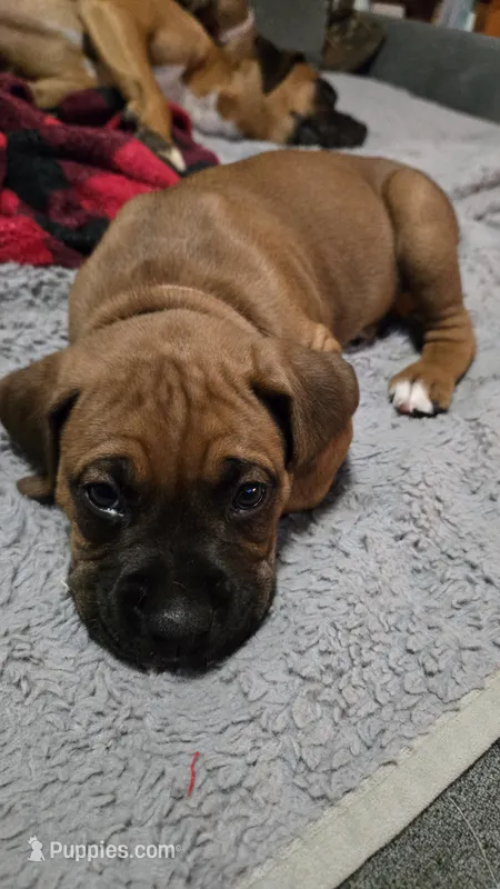 Holland – Boxer puppy for sale in Franklin, IN