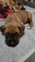 Holland, a male Boxer for sale in Franklin, IN – 1 of 2