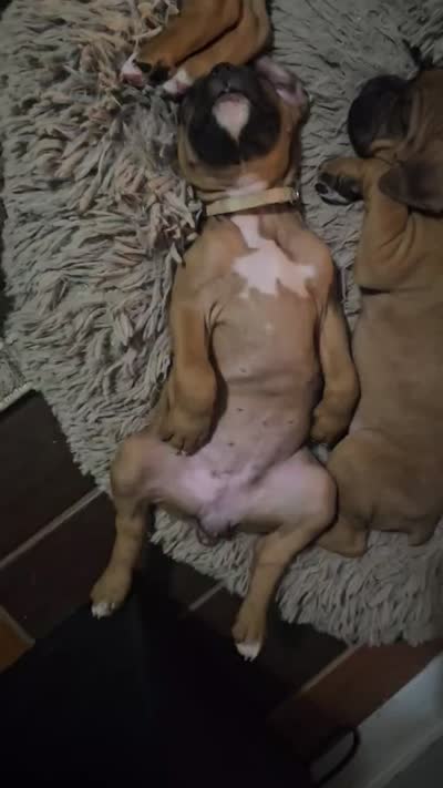 Haven, a female Boxer for sale in Franklin, IN – 2 of 2