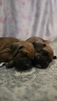 Harbor, a female Boxer for sale in Franklin, IN – 3 of 4