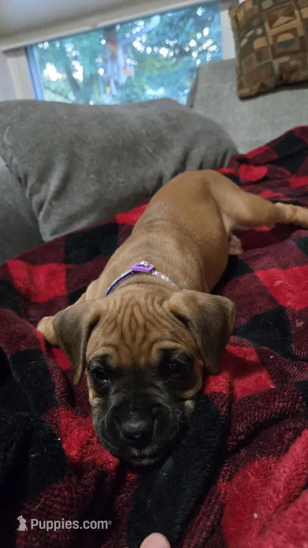Harbor – Boxer puppy for sale in Franklin, IN