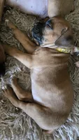 Lake, a female Boxer for sale in Franklin, IN – 2 of 3