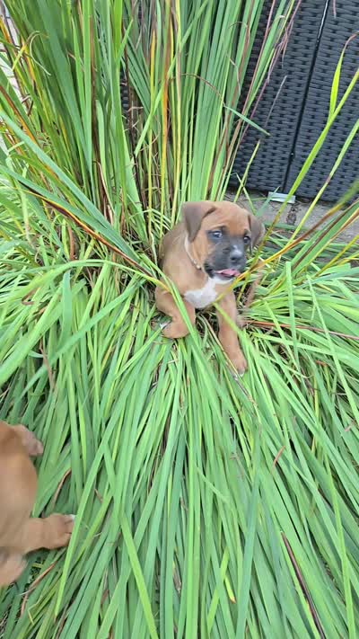 Ludington, a male Boxer for sale in Franklin, IN – 4 of 4