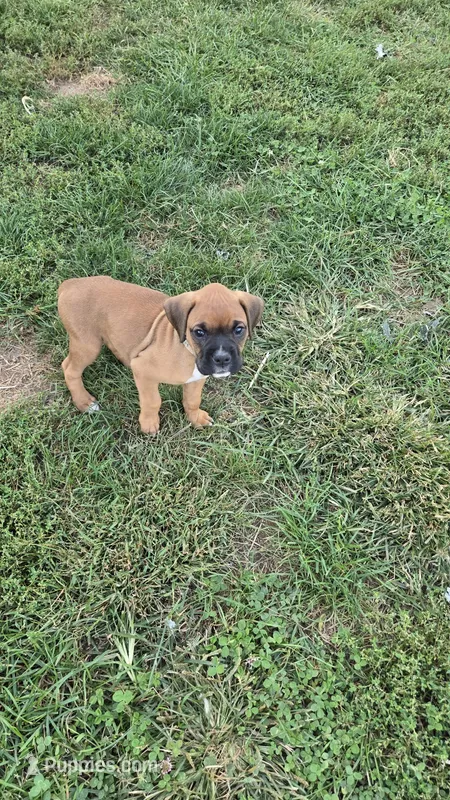 Haven – Boxer puppy for sale in Franklin, IN