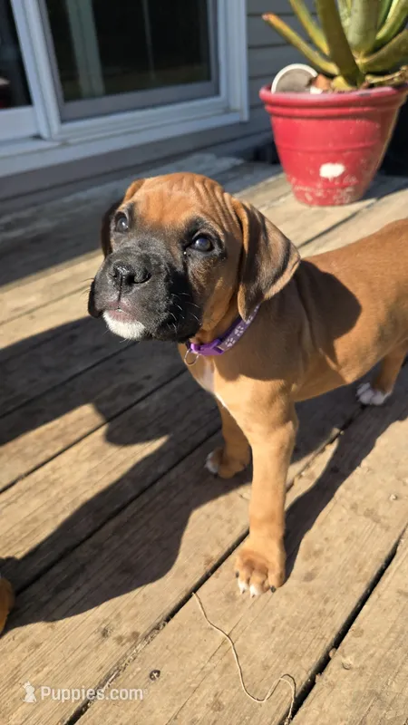 Harbor – Boxer puppy for sale in Franklin, IN