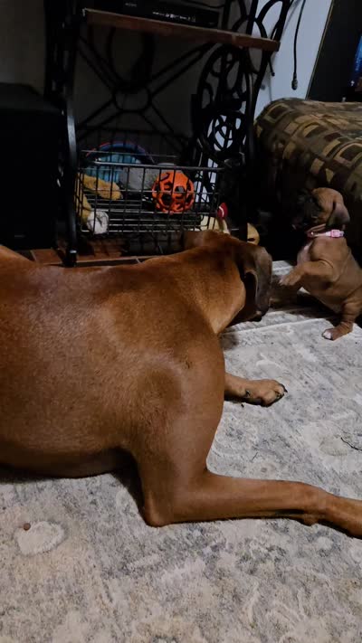 South, a female Boxer for sale in Franklin, IN – 3 of 3