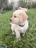 Blue , a male Golden Retriever for sale in Los Angeles, CA – 4 of 7