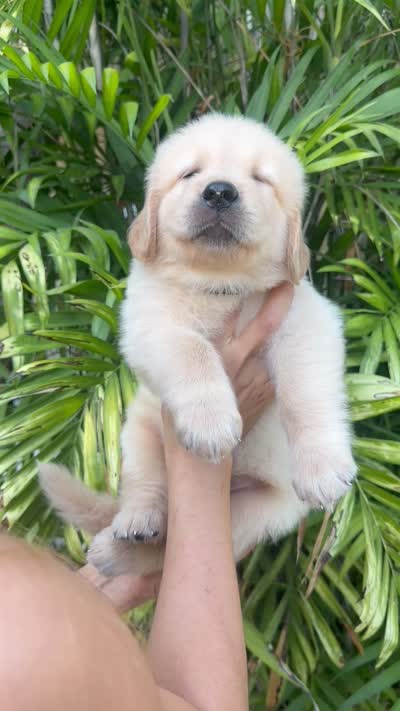 Mr. Black , a male Golden Retriever for sale in Los Angeles, CA – 6 of 6