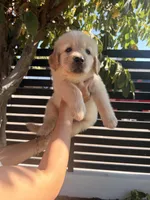 Mr. Black , a male Golden Retriever for sale in Los Angeles, CA – 4 of 6