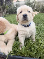Blue , a male Golden Retriever for sale in Los Angeles, CA – 5 of 7