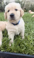 Blue , a male Golden Retriever for sale in Los Angeles, CA – 3 of 7