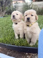 Ms. Yellow , a female Golden Retriever for sale in Los Angeles, CA – 4 of 4