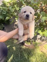 Mr. Black , a male Golden Retriever for sale in Los Angeles, CA – 2 of 6