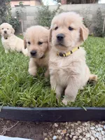 Ms. Yellow , a female Golden Retriever for sale in Los Angeles, CA – 3 of 4
