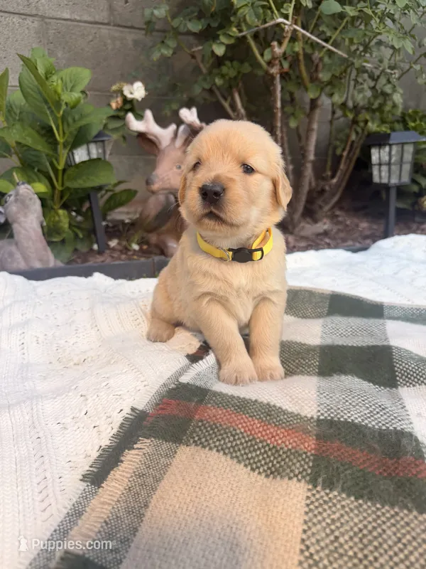 Ms. Yellow  – Golden Retriever puppy for sale in Los Angeles, CA