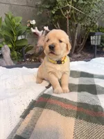 Ms. Yellow , a female Golden Retriever for sale in Los Angeles, CA – 1 of 4