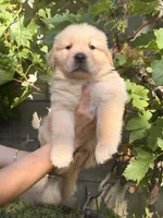 Mr. Grey , a male Golden Retriever for sale in Los Angeles, CA – 2 of 5
