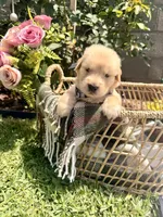 Mr. Grey , a male Golden Retriever for sale in Los Angeles, CA – 4 of 5