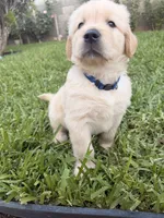 Blue , a male Golden Retriever for sale in Los Angeles, CA – 6 of 7