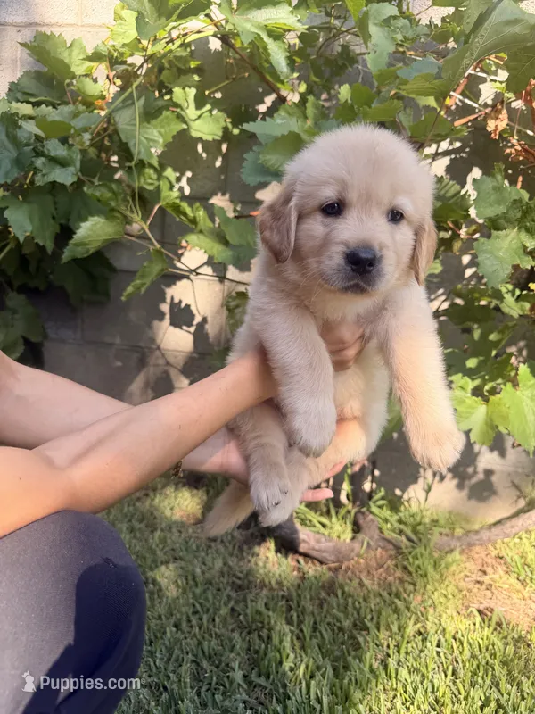 Mr. Black  – Golden Retriever puppy for sale in Los Angeles, CA