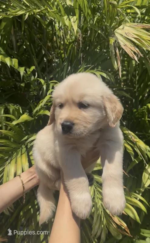 Blue  – Golden Retriever puppy for sale in Los Angeles, CA