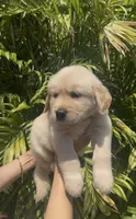 Blue , a male Golden Retriever for sale in Los Angeles, CA – 1 of 7