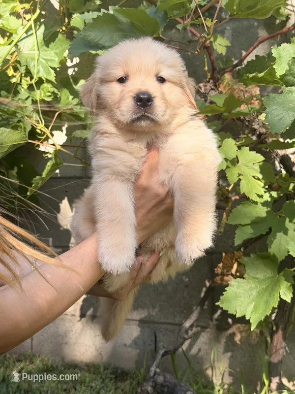 Mr. Grey  – Golden Retriever puppy for sale in Los Angeles, CA