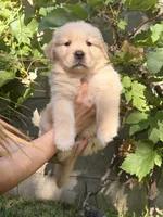 Mr. Grey , a male Golden Retriever for sale in Los Angeles, CA – 1 of 5