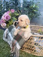 Ms. Yellow , a female Golden Retriever for sale in Los Angeles, CA – 2 of 4