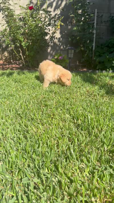 Mr. Grey , a male Golden Retriever for sale in Los Angeles, CA – 5 of 5