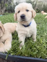 Blue , a male Golden Retriever for sale in Los Angeles, CA – 2 of 7