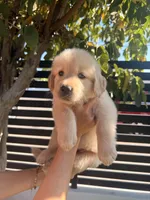 Mr. Black , a male Golden Retriever for sale in Los Angeles, CA – 5 of 6