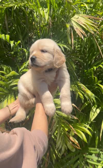 Blue , a male Golden Retriever for sale in Los Angeles, CA – 7 of 7