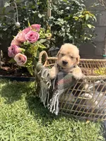 Mr. Grey , a male Golden Retriever for sale in Los Angeles, CA – 3 of 5