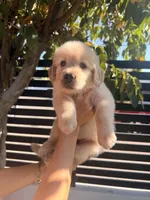 Mr. Black , a male Golden Retriever for sale in Los Angeles, CA – 3 of 6